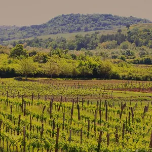 vineyard rows below wooded hill