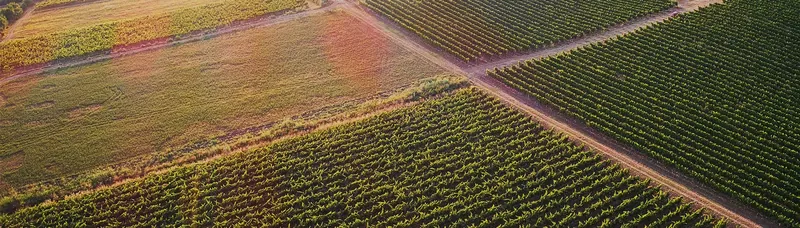 aerial view of vineyard parcels