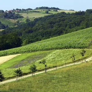 hillside vineyard and rolling countryside