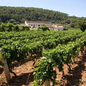 vineyard rows before cooperative winery building