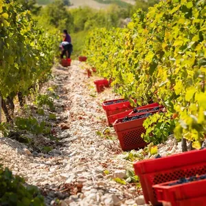 harvest crates among vineyard rows