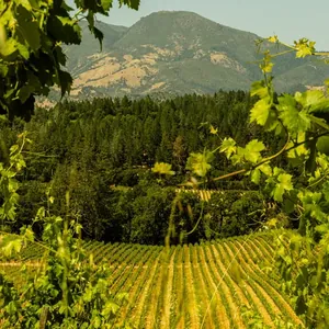 Napa vineyard framed by vines