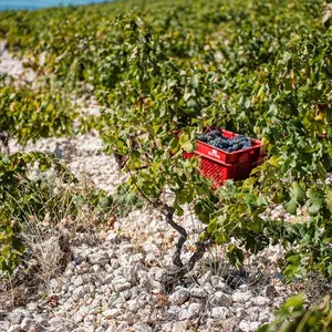 karst vineyard with harvest crates