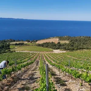coastal vineyard rows above sea