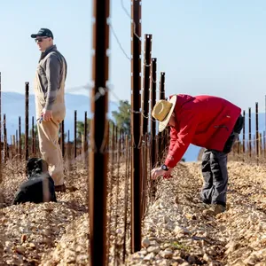 workers tending stony vineyard rows