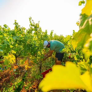 harvest among sunlit green vines