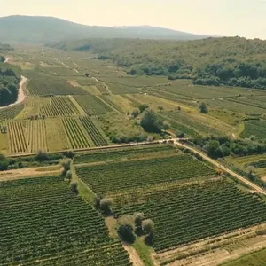 aerial of Krk valley vineyards
