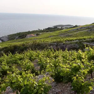 Steep Dingac vineyards above sea