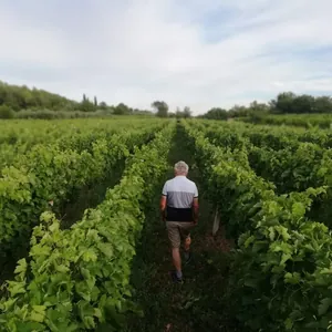 Vineyard rows with walking grower