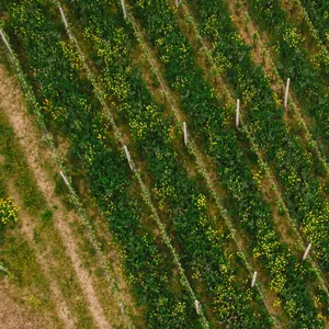 Aerial view of vineyard rows