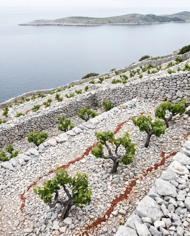 Bush vines on dry-stone terraces above the Adriatic, an island in the distance